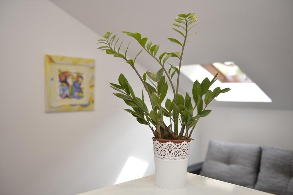 Damjan Apartman Kotor